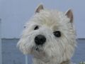 Unser Westie Dusty von Detlef Freihof