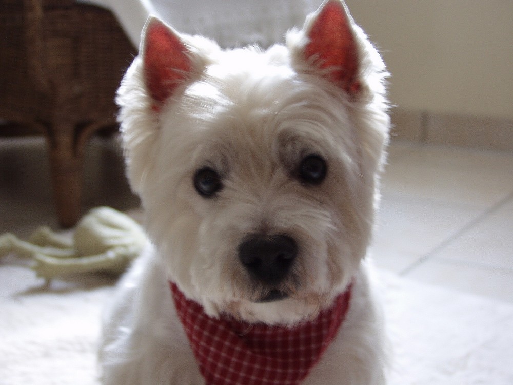 Unser Westie Martino