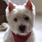 Unser Westie Martino