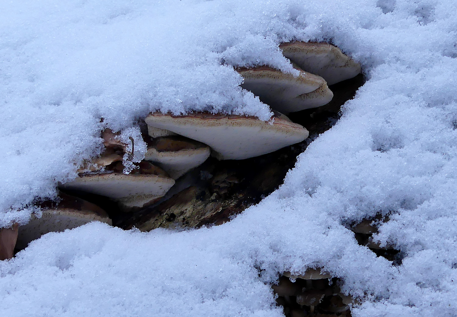 Unser Wetter heute: Porlinge sind winterhart