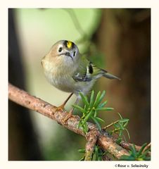 Unser Wintergoldhähnchen