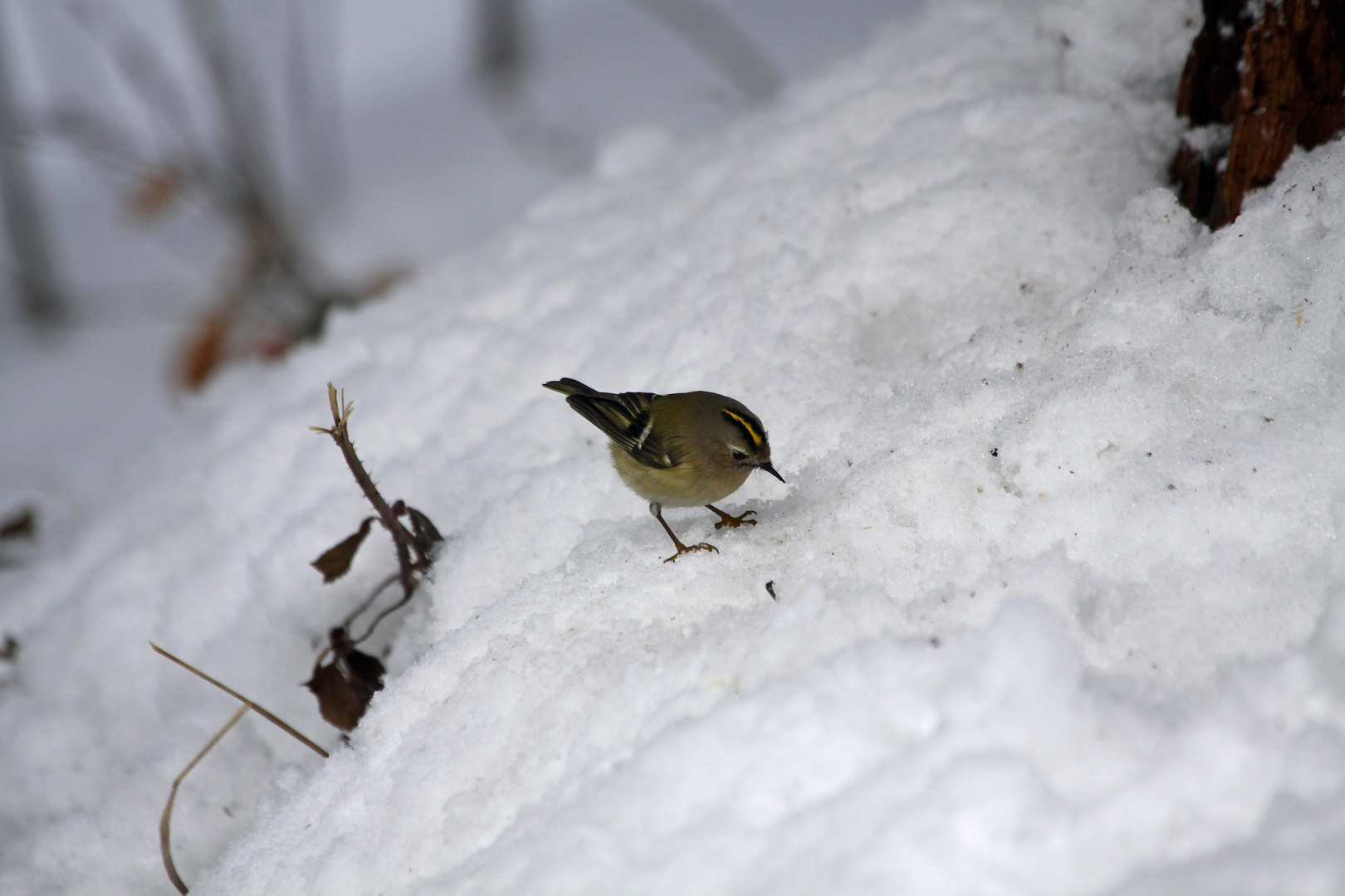 'Unser Wintergoldhähnchen'