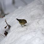 'Unser Wintergoldhähnchen'