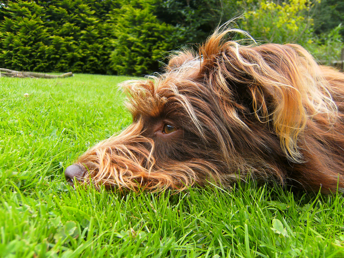 Unser Wookie Hund