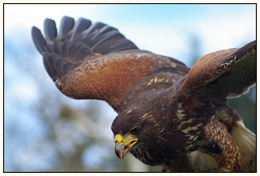 Unser Wüstenbussard "KAJA"