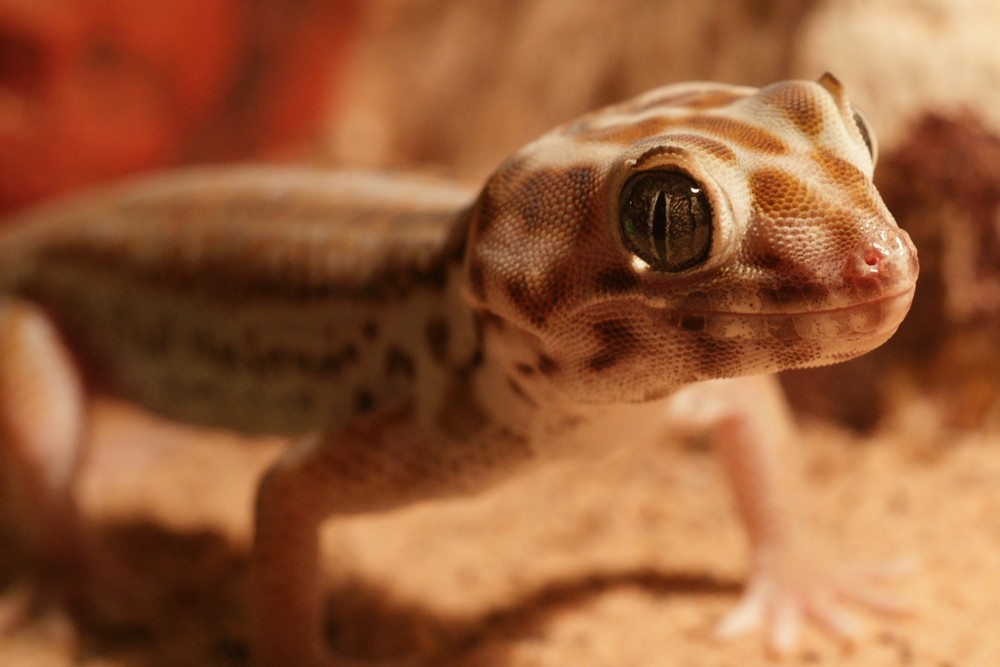 Unser Wundergecko