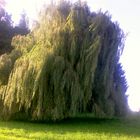 Unser Wunschbaum die Weide