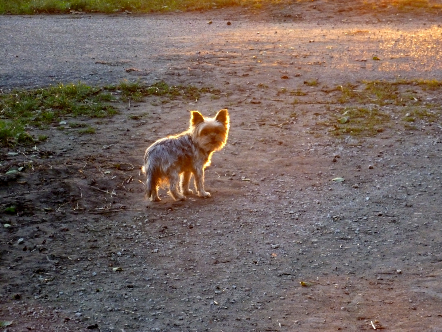 Unser Yorki