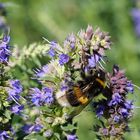 Unser Ysop ist ein Magnet für Insekten