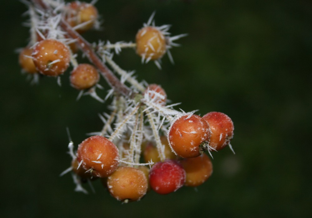 Unser Zierapfel im Winter