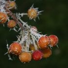 Unser Zierapfel im Winter