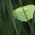 unser Zitronenfalter am Teich