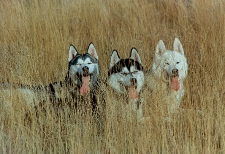 Unsere 3 Huskies