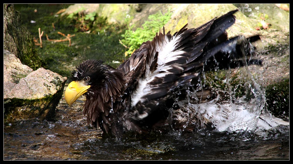 unsere ADLER (Mannheim) gehen nicht baden!