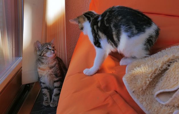 unsere Alexa hatte heute wieder Besuch...