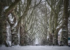 Unsere Allee am Freigrafendamm heute