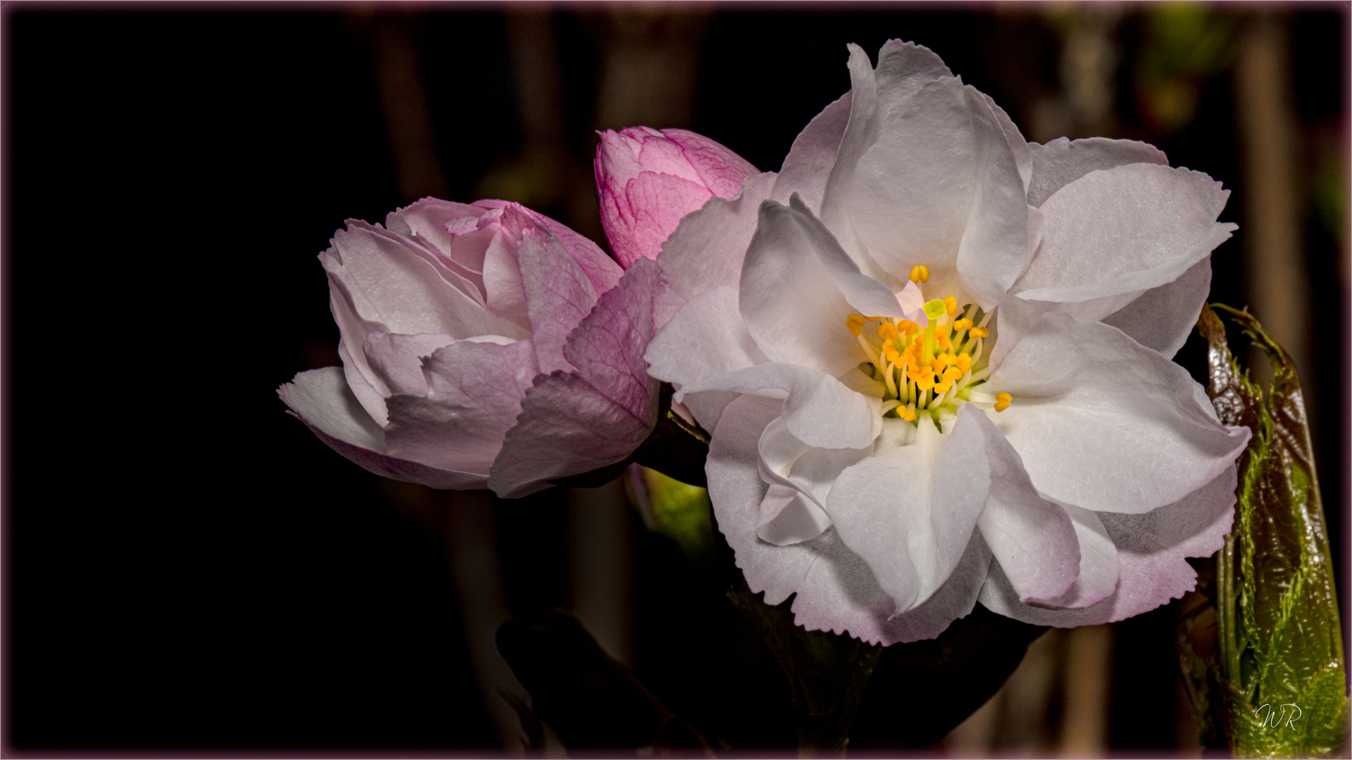 Unsere allererste Kirschblüte ...