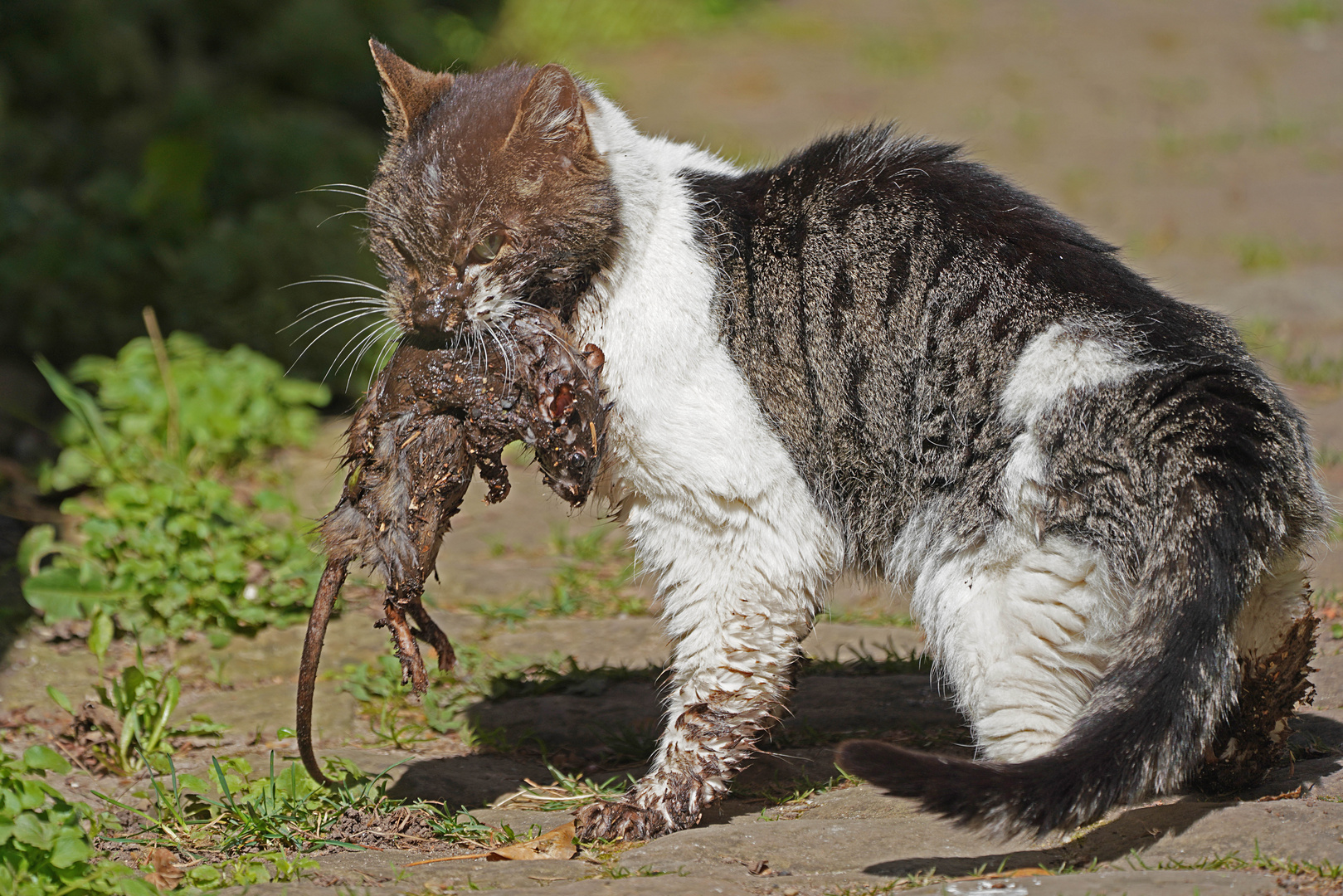 unsere alte Katze mit fetter Beute