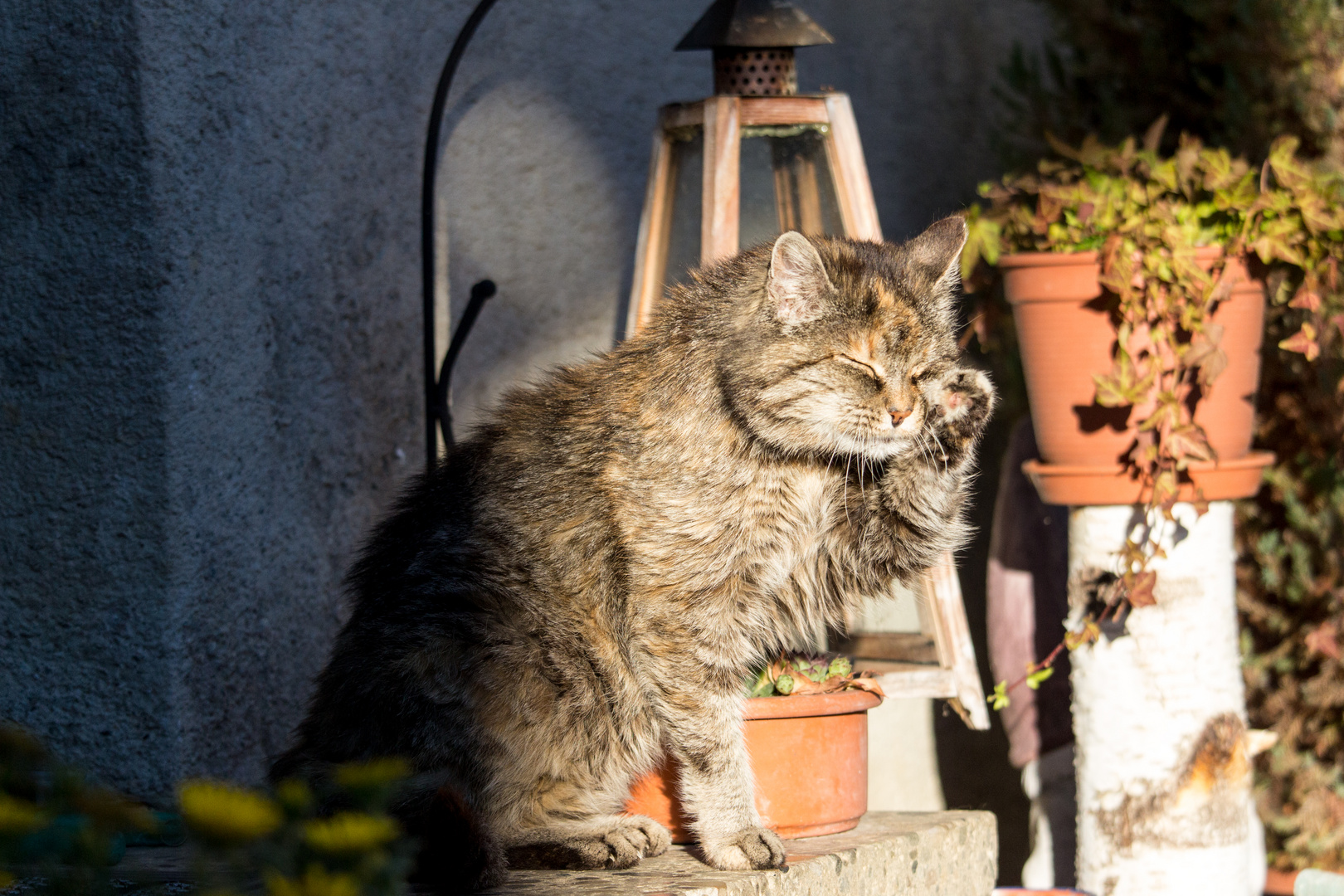 Unsere alte Lady putzt sich in der Sonne