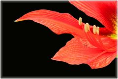 Unsere Amaryllis