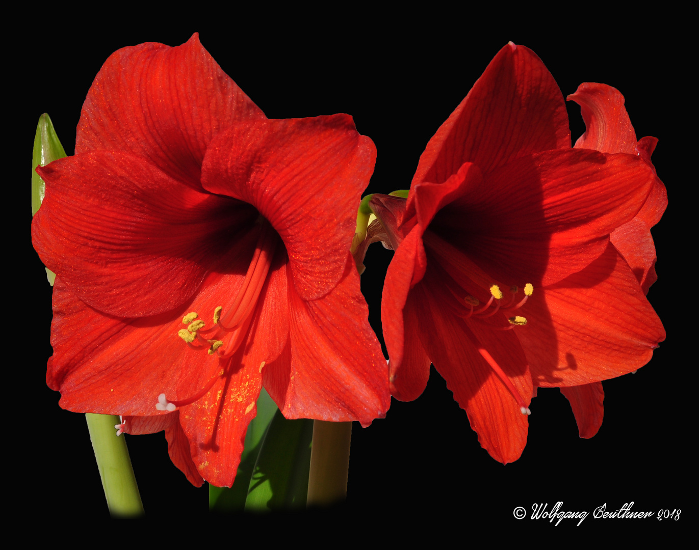 Unsere Amaryllis hat uns dieses Jahr viel Freude gemacht.