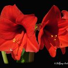 Unsere Amaryllis hat uns dieses Jahr viel Freude gemacht.