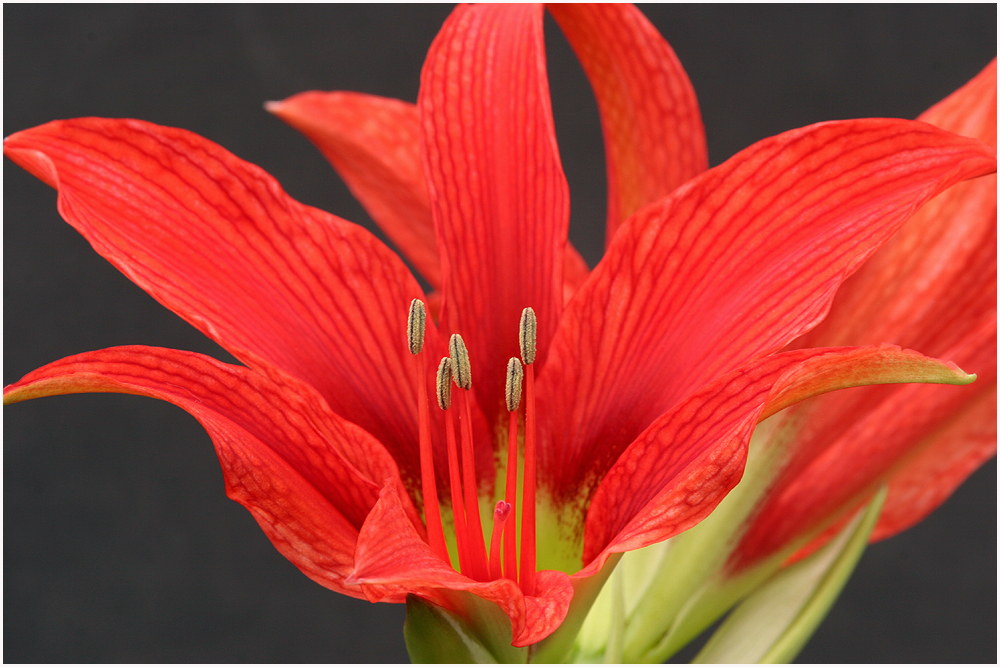 Unsere Amaryllis ( Ritterstern )