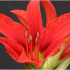 Unsere Amaryllis ( Ritterstern )