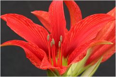 Unsere Amaryllis ( Ritterstern )