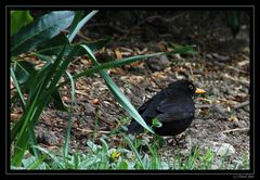 Unsere Amsel