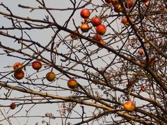 Unsere Anhänglichkeit trotzt der Natur