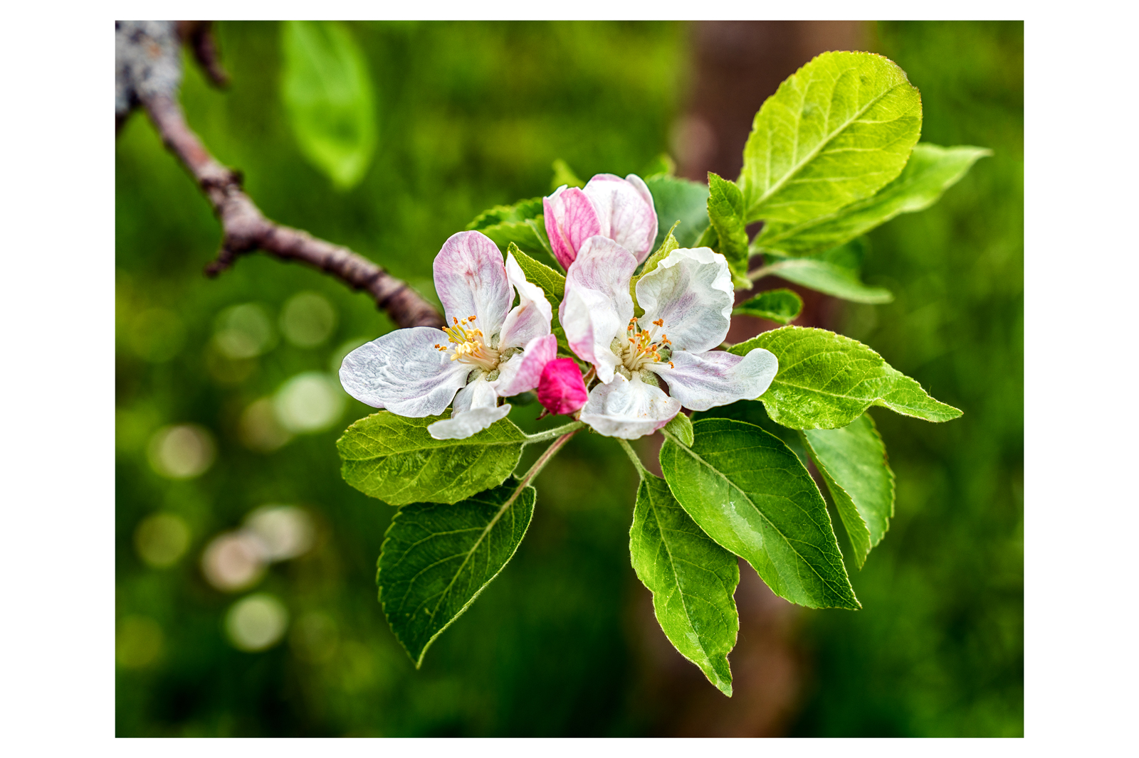 Unsere Apfelblüte