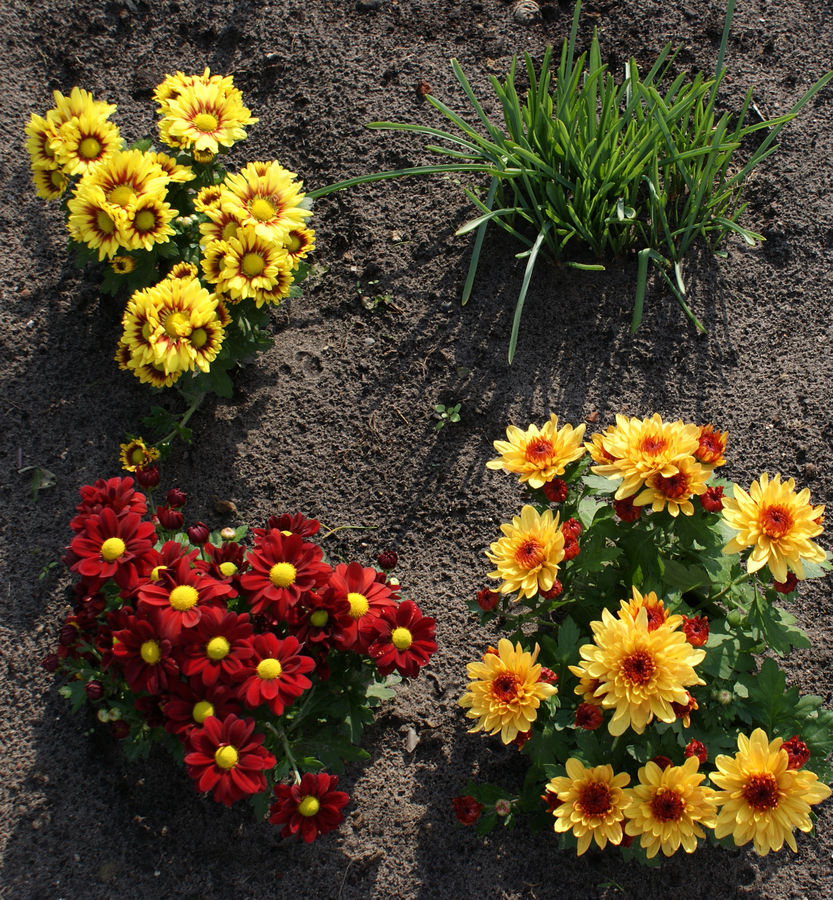 Unsere Astern im Garten