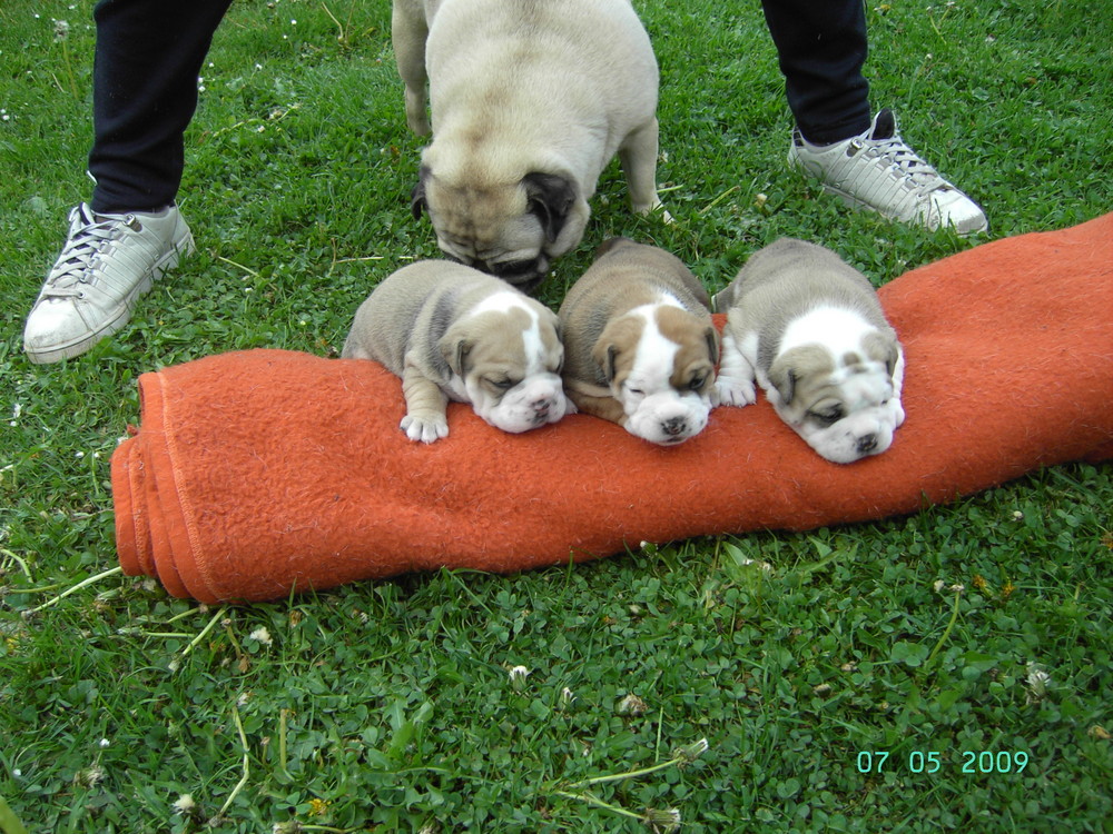 Unsere Babies (Englische Bulldoggen)