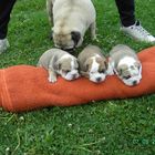 Unsere Babies (Englische Bulldoggen)