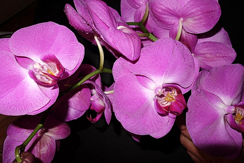 Unsere "Bauhaus"- Orchidee