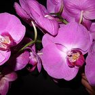 Unsere "Bauhaus"- Orchidee