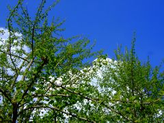 -Unsere beiden Ginkgo Bäume werden grün-