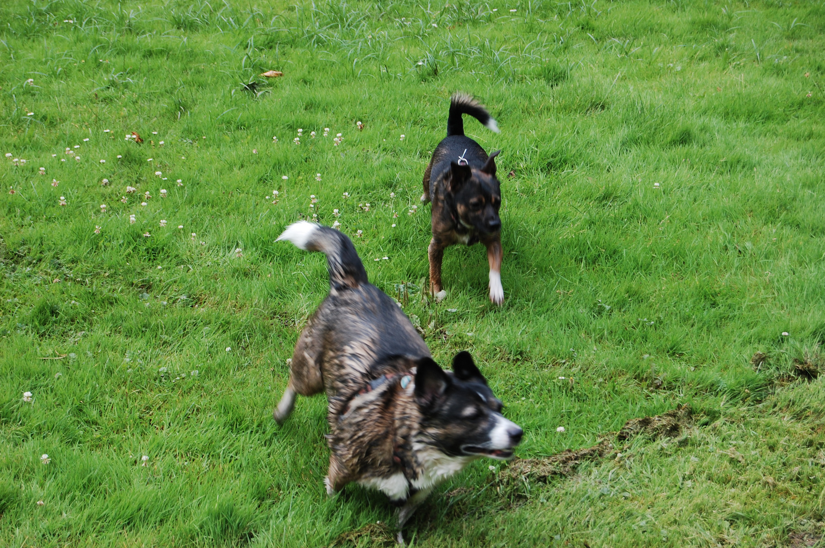 Unsere beiden Hunde beim Toben