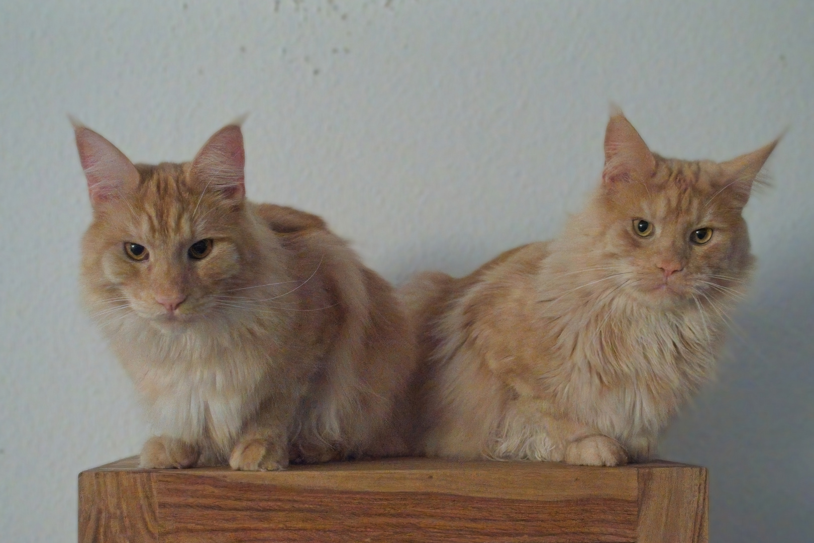 Unsere beiden Maine Coon