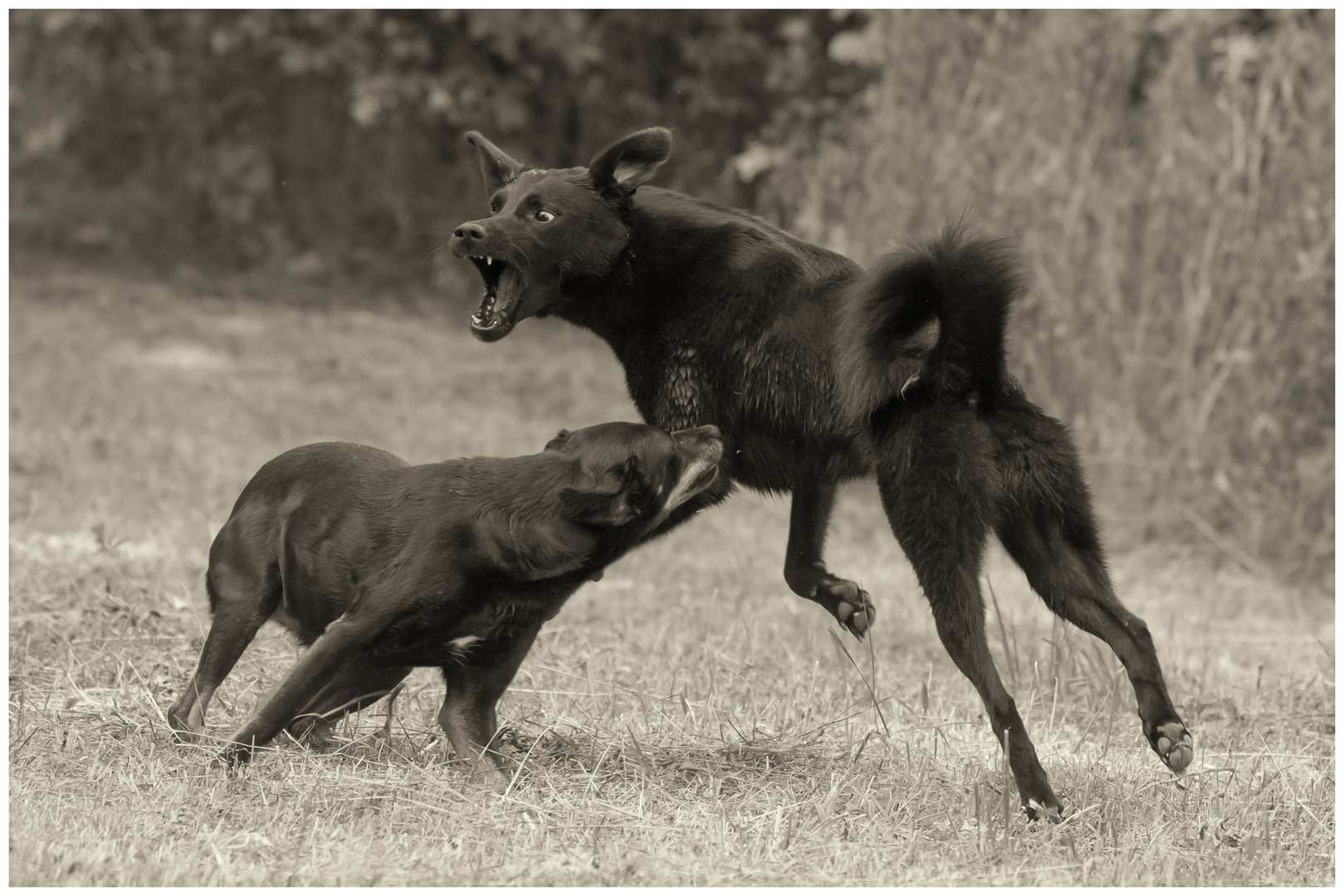 unsere beiden Straßenhunde