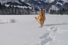 unsere Bella liebt den Schnee