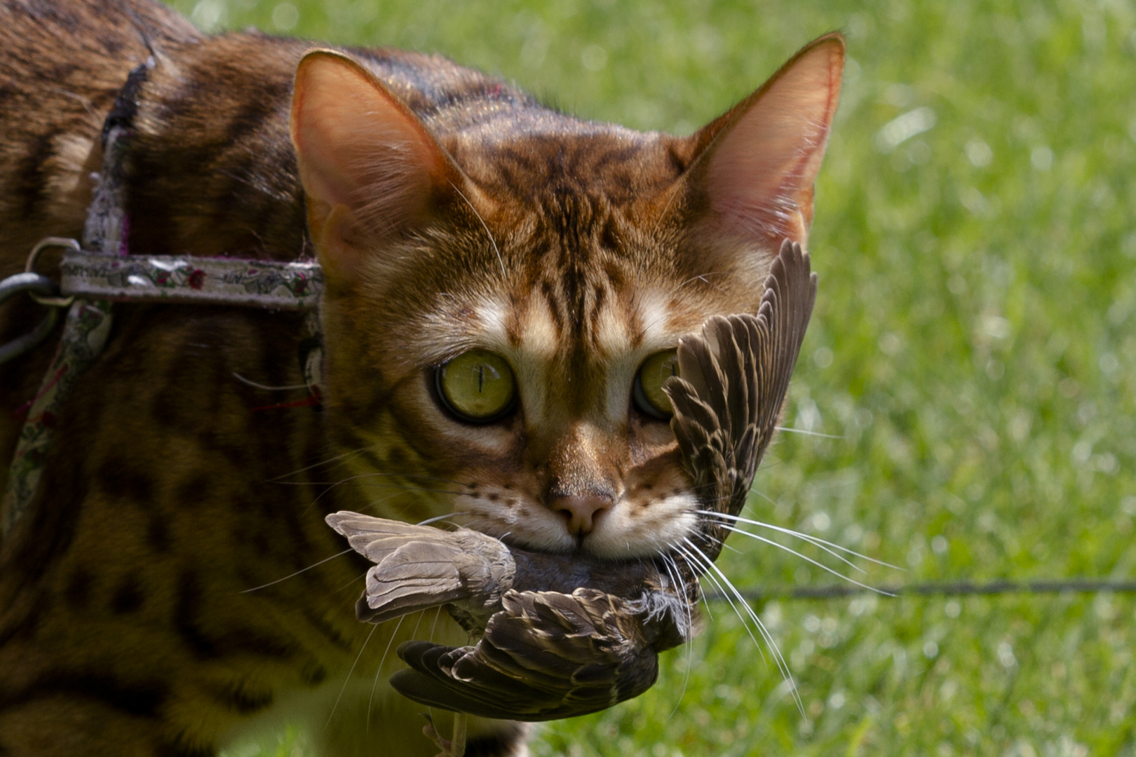 Unsere Bengalkatze Kessy 1