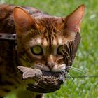 Unsere Bengalkatze Kessy 1