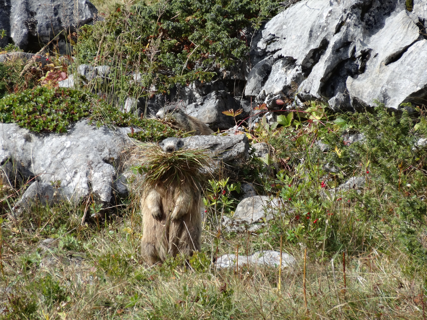 Unsere Bergbewohner 2