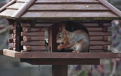 Unsere Besucher im Garten 2