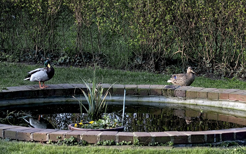 Unsere Besucher im Garten 3