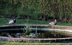 Unsere Besucher im Garten 3