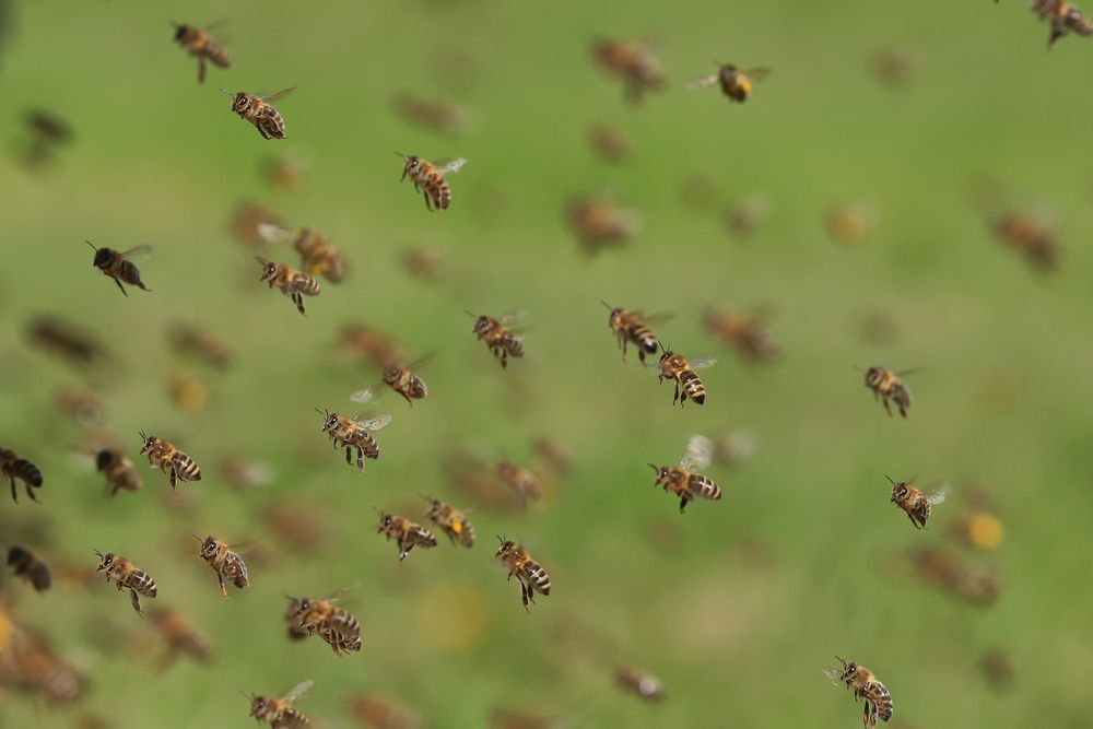 Unsere Bienen