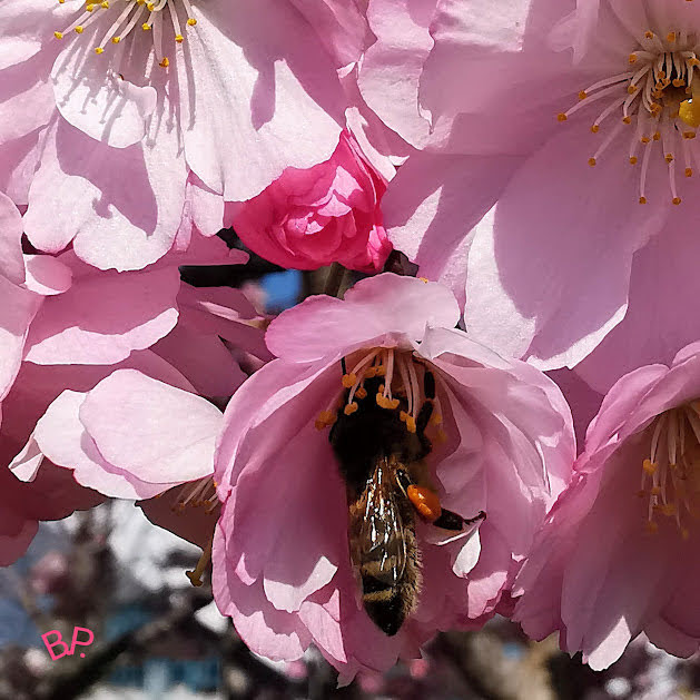 Unsere Bienen sind schon fleißig